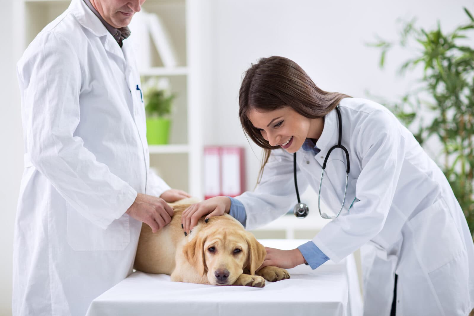A veterinarian examining a small dog at a modern UK practice